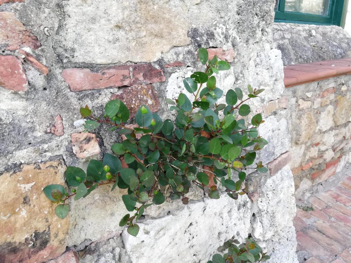 Apartamento La Casa Del Fotografo Colle di Val d'Elsa Exterior foto